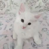 ノルウェージャンフォレストキャット【静岡県・男の子・2022年5月25日・ホワイト】の写真1「いちばんの甘えん坊。泣き虫だったけど最近はたくましくなって来ました。」