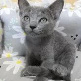 ロシアンブルー【静岡県・男の子・2024年4月18日・ブルー】の写真2「ベビーネームケンシロウは丈夫に男の子らしくなって欲しいとの願いです🤱」