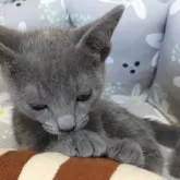 ロシアンブルー【静岡県・男の子・2024年4月18日・ブルー】の写真3「体調良好です✨」