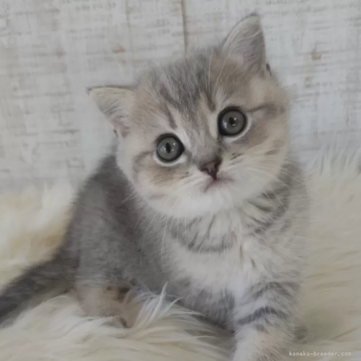 ID：2502-01979の子猫