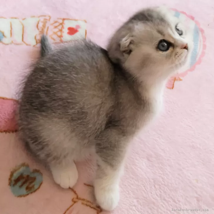 ID：2502-01974の子猫