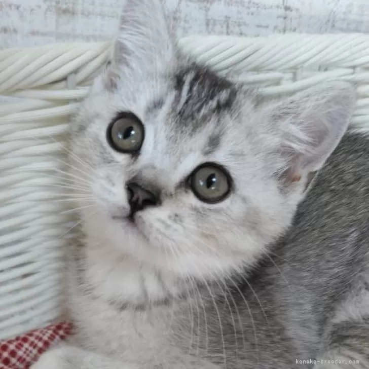 ID：2510-01990の子猫