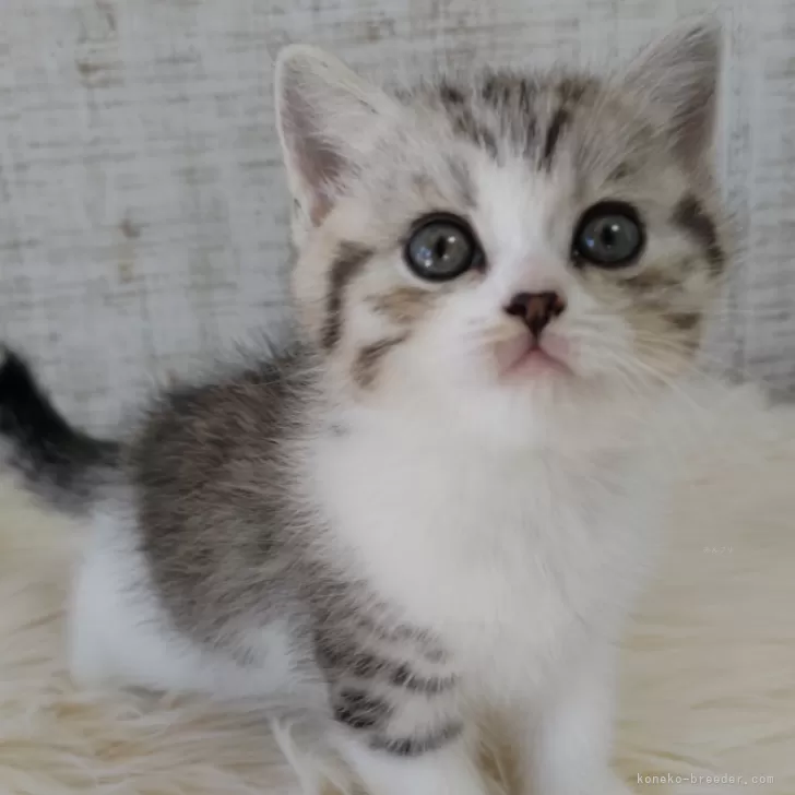 K.S 様のお迎えした子猫