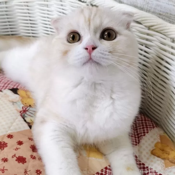 スコティッシュフォールド(折れ耳)【静岡県・男の子・2025年6月5日・カメオタビー&amp;ホワイト】の写真1「穏やかで優しい性格のお兄ちゃんです😺」