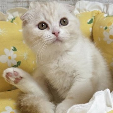 スコティッシュフォールド(折れ耳)【静岡県・男の子・2025年6月5日・カメオタビー&ホワイト】の写真「🍋綺麗な坊やです‥ご見学時にお迎え頂けます🍋」