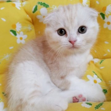 スコティッシュフォールド(折れ耳)【静岡県・男の子・2025年6月5日・カメオタビー&ホワイト】の写真「🍋タイプのよい子です🍋」