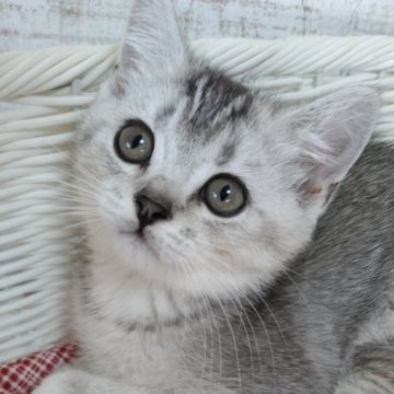 スコティッシュフォールド(折れ耳)【静岡県・男の子・2025年8月28日・シェーデットブラックタビー】の写真「かなり内気な僕🍼ご見学ご当日にお迎えできます。」