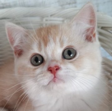スコティッシュフォールド(立ち耳)【静岡県・男の子・2025年8月28日・カメオ&ホワイト】の写真「なつこい坊や❣️ご見学ご当日にお迎えできます。」