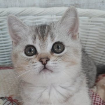 スコティッシュフォールド(立ち耳)【静岡県・女の子・2025年8月28日・トーティーシェル】の写真「なつこい女の子🎀ご見学ご当日にお迎えできます。」