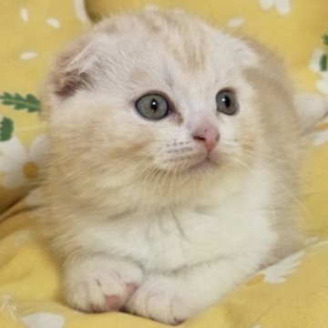 スコティッシュフォールド(折れ耳)【静岡県・男の子・2025年6月5日・カメオタビー&ホワイト】の写真「🍋タイプのよい子です🍋」
