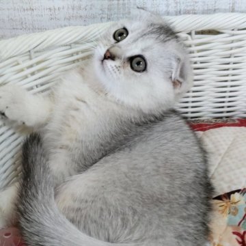 スコティッシュフォールド(折れ耳)【静岡県・女の子・2025年8月28日・シェーデットシルバー&ホワイト】の写真「🕊️美人さん🕊️ご見学ご当日にお迎えできます。」