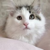 ノルウェージャンフォレストキャット