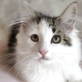ノルウェージャンフォレストキャット
