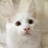 ノルウェージャンフォレストキャット