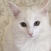 ノルウェージャンフォレストキャット