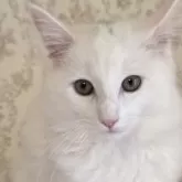 ノルウェージャンフォレストキャット