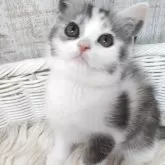 スコティッシュフォールド(立ち耳)