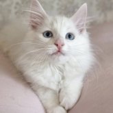 ノルウェージャンフォレストキャット