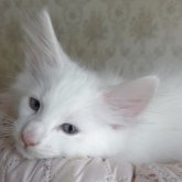 ノルウェージャンフォレストキャット