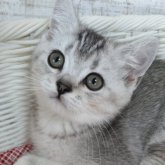 スコティッシュフォールド(折れ耳)