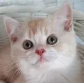 スコティッシュフォールド(立ち耳)