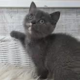 スコティッシュフォールド(立ち耳)