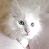 ノルウェージャンフォレストキャット