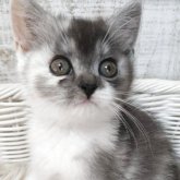 スコティッシュフォールド(立ち耳)