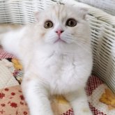 スコティッシュフォールド(折れ耳)