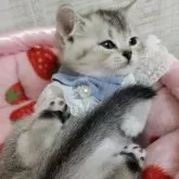 スコティッシュフォールド(折れ耳)【静岡県・男の子・2025年8月28日・シェーデットブラックタビー】の写真3「女の子みたいな坊や🦄」