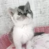 スコティッシュフォールド(立ち耳)【静岡県・女の子・2025年10月1日・トーティー】の写真3「被毛はとてもやわらかです🕊️」