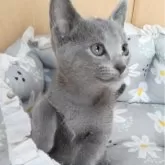 ロシアンブルー【静岡県・女の子・2025年6月22日・ブルー】の写真3「体調良好です。」