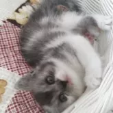 スコティッシュフォールド(立ち耳)【静岡県・女の子・2025年10月1日・トーティー】の写真4「不思議カラーの女の子🕊️」