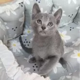 ロシアンブルー【静岡県・女の子・2025年6月22日・ブルー】の写真4「ムチムチロシアンです。」