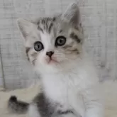 スコティッシュフォールド(立ち耳)【静岡県・男の子・2025年1月4日・シルバーパッチドタビー&ホワイト】の写真5「元気いっぱい🥳」