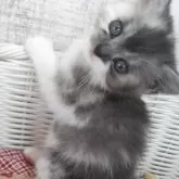 スコティッシュフォールド(立ち耳)【静岡県・女の子・2025年10月1日・トーティー】の写真5「被毛の内側は真っ白🐇」