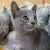 ロシアンブルー【静岡県・女の子・2025年6月22日・ブルー】の写真5「お母さんとの親子画像はブログをご覧下さい。」