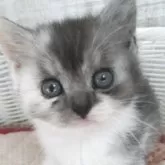 スコティッシュフォールド(立ち耳)【静岡県・女の子・2025年10月1日・トーティー】の写真7「よく見ると可愛くて気になる女の子です🍒」