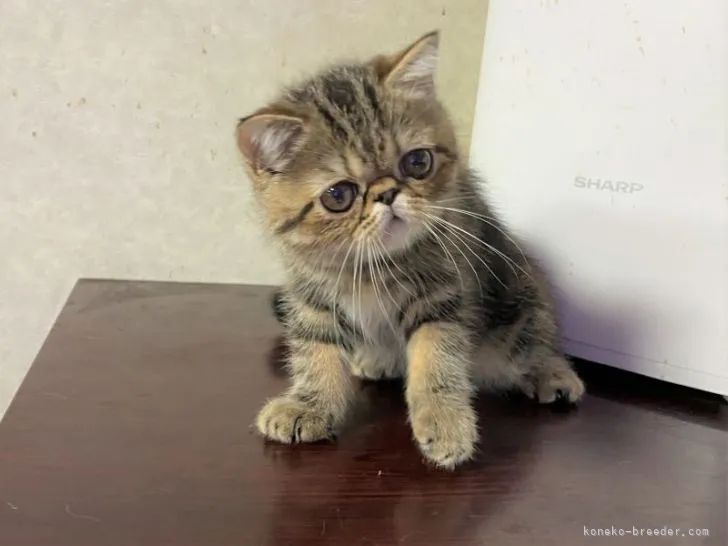 ID：2111-00158の子猫