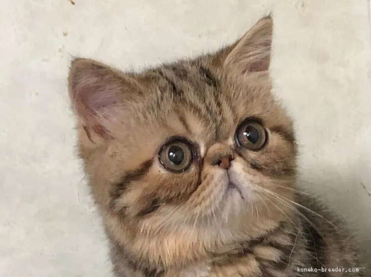 ID:1907-00432の子猫