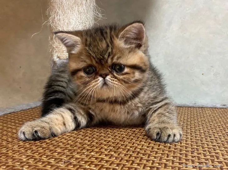 ID：2008-02101の子猫