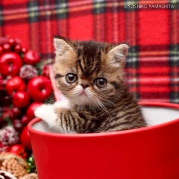 エキゾチックショートヘア【神奈川県・女の子・2025年9月17日・ブラウンマッカレルタビ&ホワイト】の写真「丸い大きな目で好奇心旺盛、玩具遊びが大好きです。」