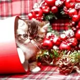 エキゾチックショートヘア【神奈川県・女の子・2025年9月17日・ブラウンマッカレルタビ&ホワイト】の写真3