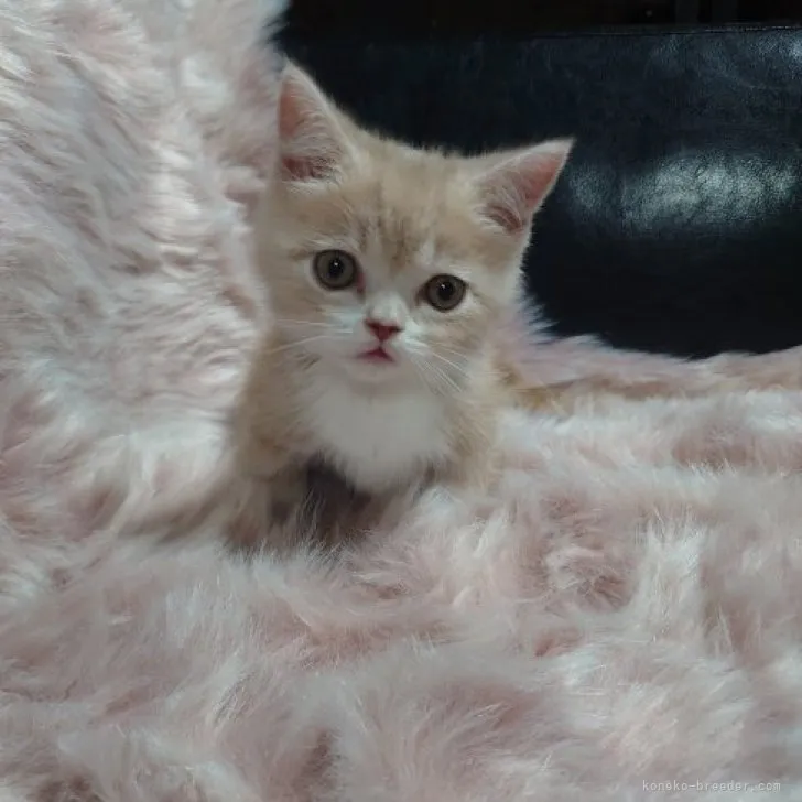 ID：2304-03585の子猫