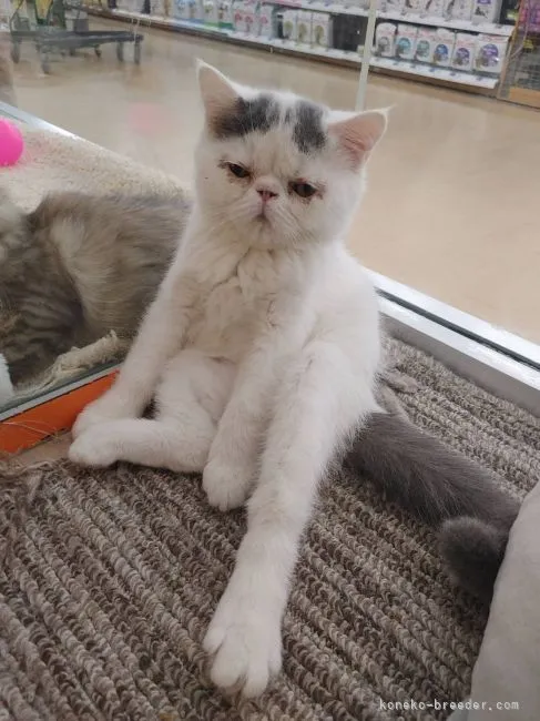 ID：2205-03162の子猫