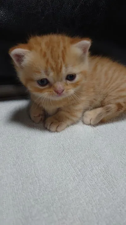 ID：2110-01180の子猫