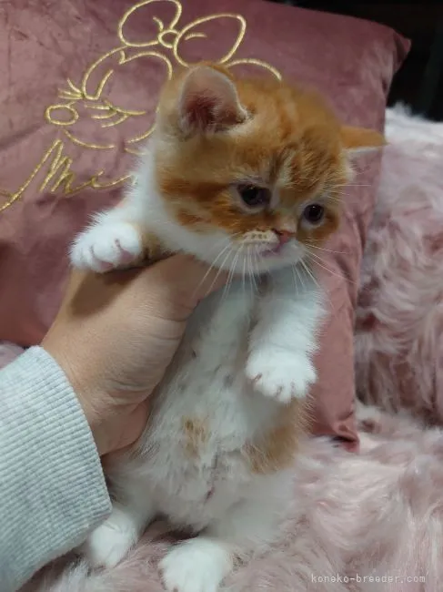 マンチカン(短足)【兵庫県・女の子・2022年10月18日・レッドタビー&amp;ホワイト】の写真1