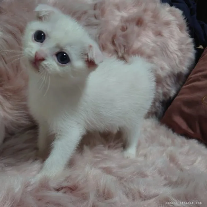 ID：2306-02882の子猫