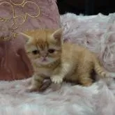 マンチカン(長足)【兵庫県・男の子・2022年10月18日・レッドタビー】の写真1