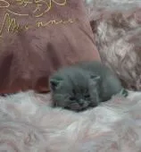 マンチカン(短足)【兵庫県・男の子・2022年10月25日・ブルー】の写真1